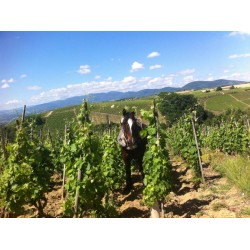 ATELIER DEGUSTATION VALLEE DU RHONE 9-04-22